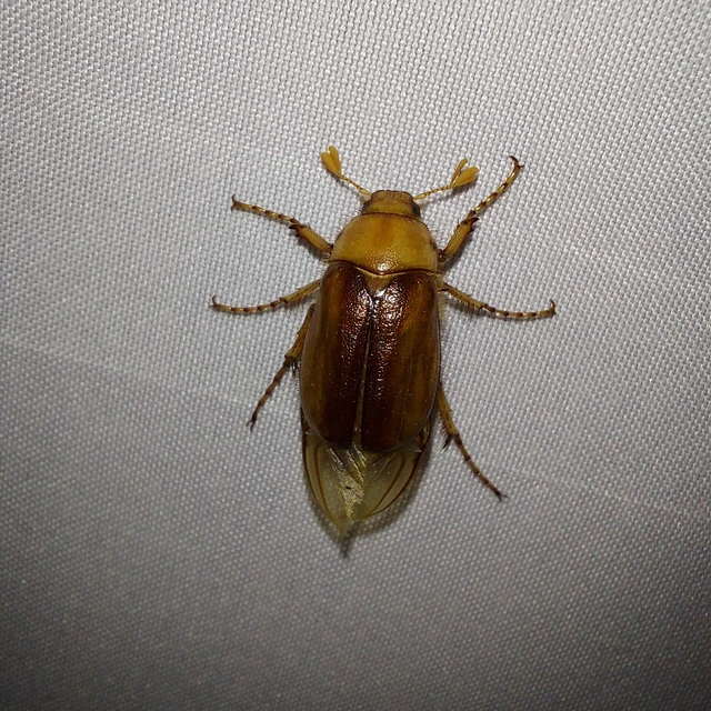 Rhizotrogus aestivus - tavaszvégi cserebogár