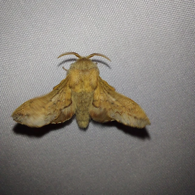 Phyllodesma tremulifolia - nyárlevélpohók