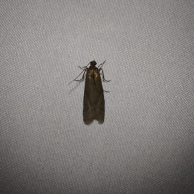 Episcythrastis tetricella - tavaszi karcsúmoly
