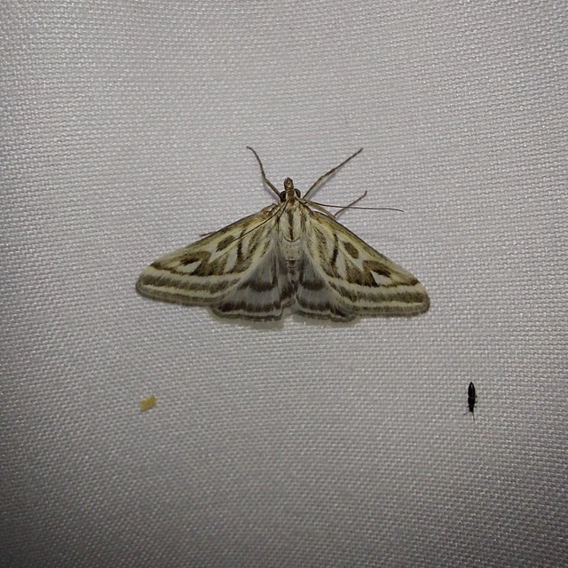 Loxostege aeruginalis - cifra tűzmoly