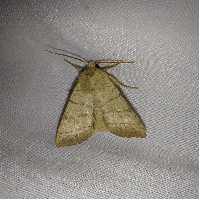 Charanyca trigrammica - háromsávos lombbagoly