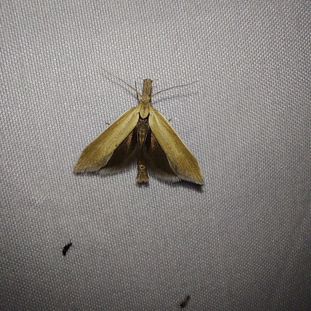 Pleurota marginella - barnasávos csíkosmoly