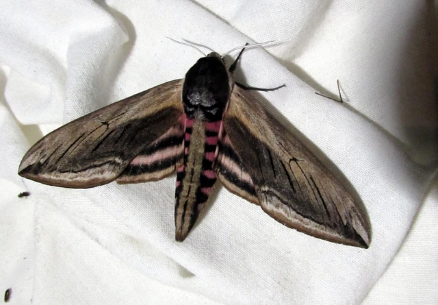 Sphinx ligustri - fagyalszender