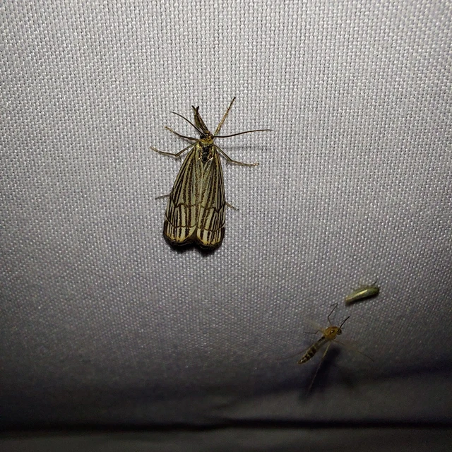 Thisanotia chrysonuchella - tavaszi fűgyökérmoly