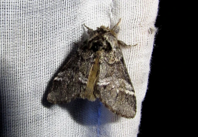 Drymonia dodonea - bélyeges púposszövő