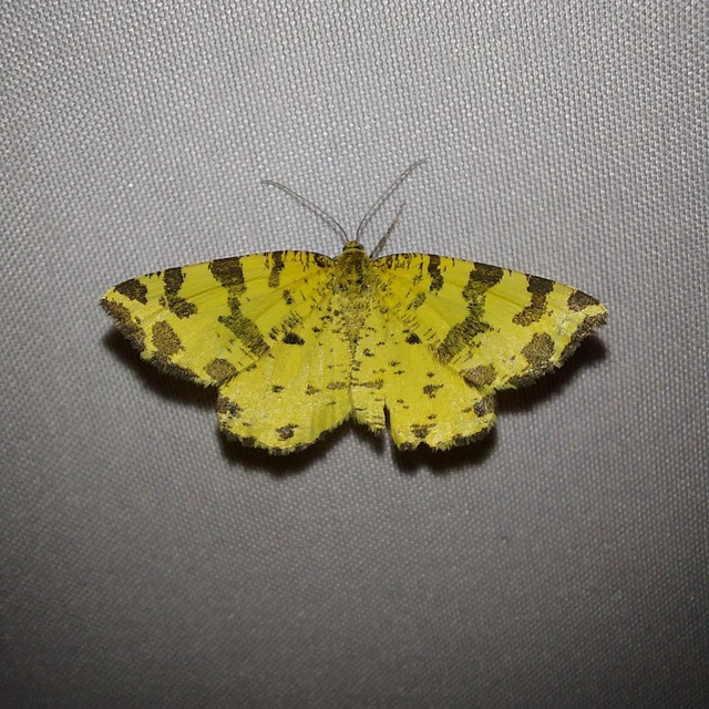 Pseudopanthera macularia - párducfoltos araszoló