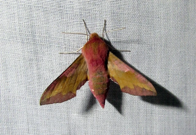 Deilephila porcellus - piros szender