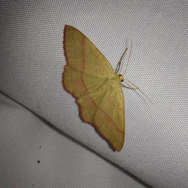 Rhodostrophia vibicaria - pirosszélű araszoló