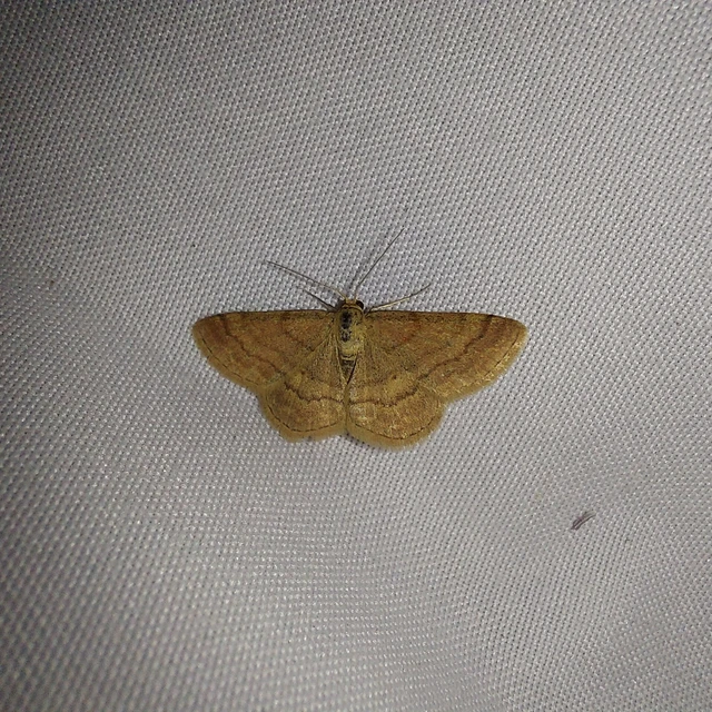 Scopula rubiginata - réti pirosaraszoló