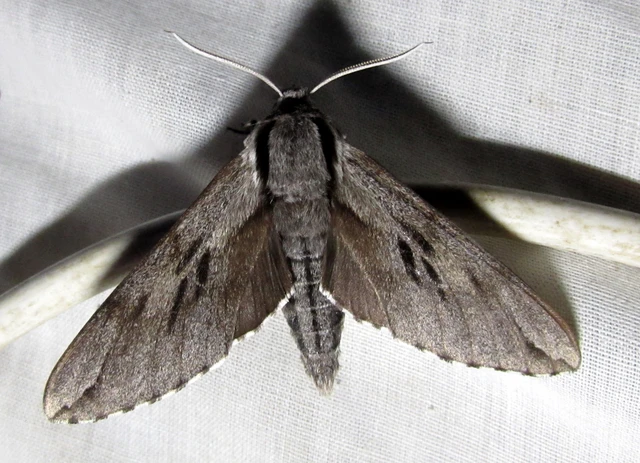 Hyloicus pinastri - fenyőszender