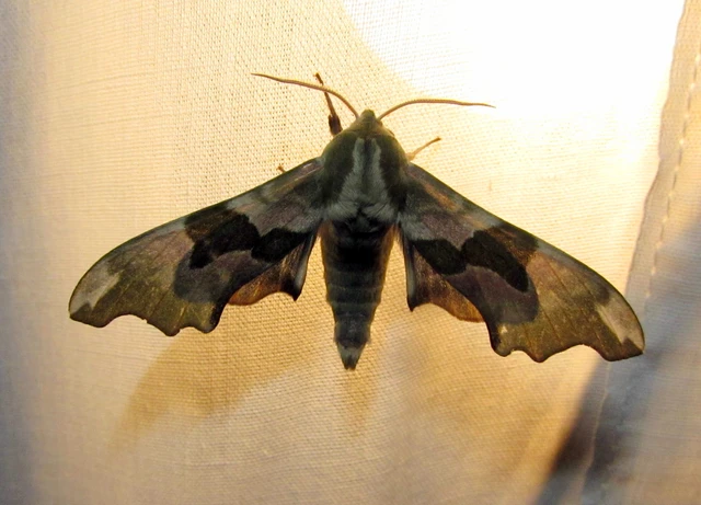 Mimas tiliae - hársfaszender