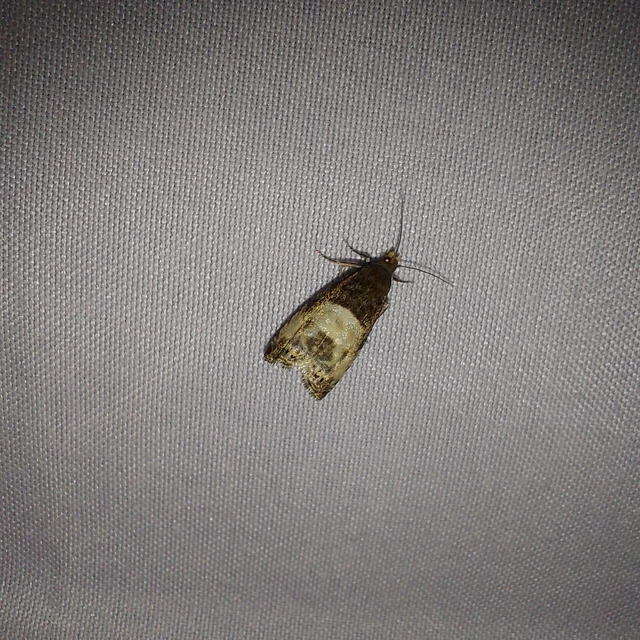 Notocelia cynosbatella - rózsahajtás-tükrösmoly