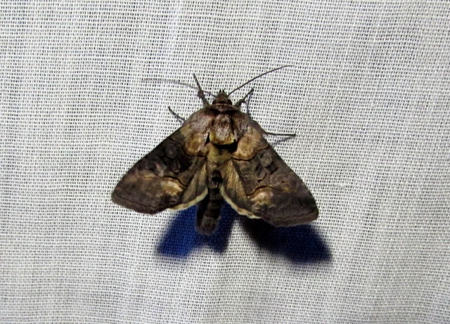 Abrostola asclepiadis - barnaövű csalánbagoly