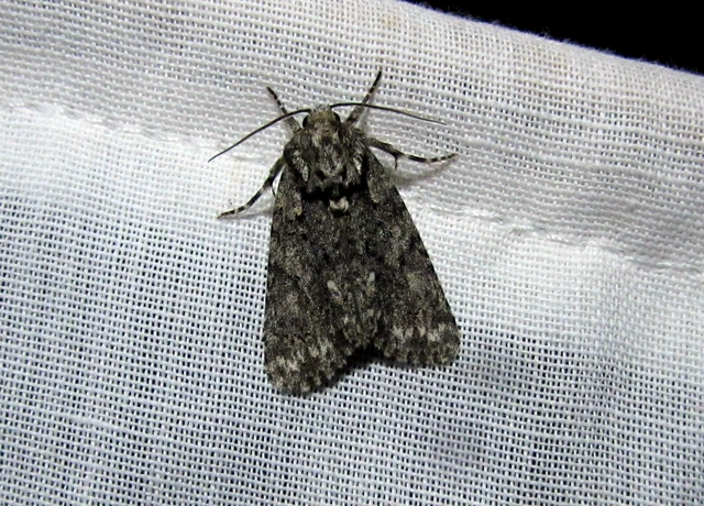 Acronicta rumicis - sóska-szigonyosbagoly Acronicta rumicis - sóska-szigonyosbagoly
