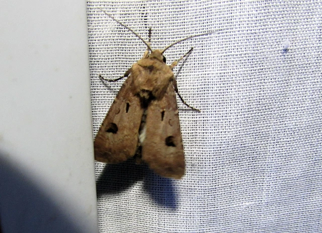 Agrotis exclamationis - felkiáltójeles földibagoly