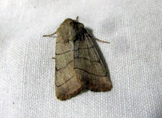Charanyca trigrammica - háromsávos lombbagoly