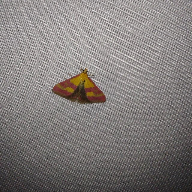 Pyrausta sanguinalis/virginalis