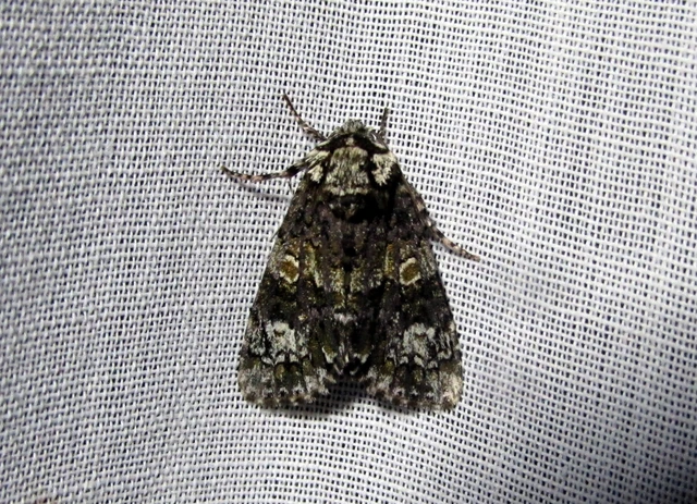 Craniophora ligustri - fagyalbagoly