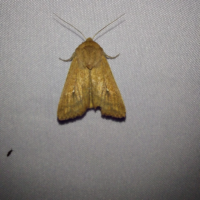 Mythimna albipuncta - fehérpettyes rétibagoly