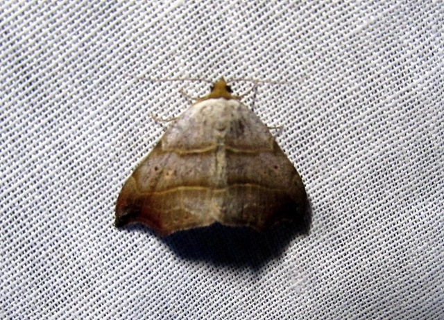 Laspeyria flexula - zuzmóbagoly