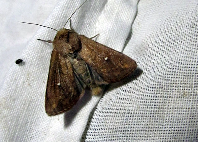 Mythimna albipuncta - fehérpettyes rétibagoly