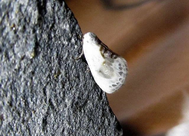 Cilix glaucata - törpe sarlósszövő