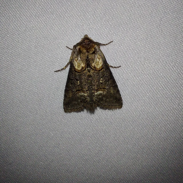 Abrostola agnorista - sziklalakó csalánbagoly