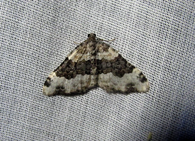 Epirrhoe galiata - sávos galajaraszoló