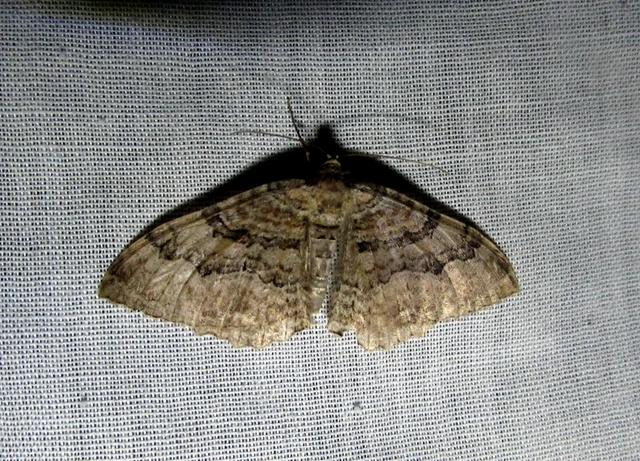 Hydria cervinalis - őzbarna araszoló