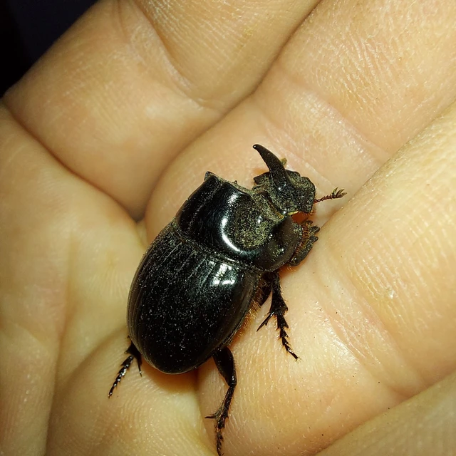 Copris lunaris - közönséges holdszarvú-ganéjtúró