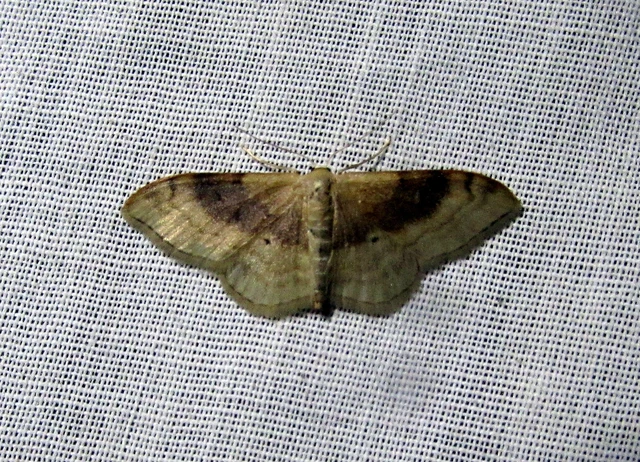 Idaea degeneraria - barnasávos araszoló