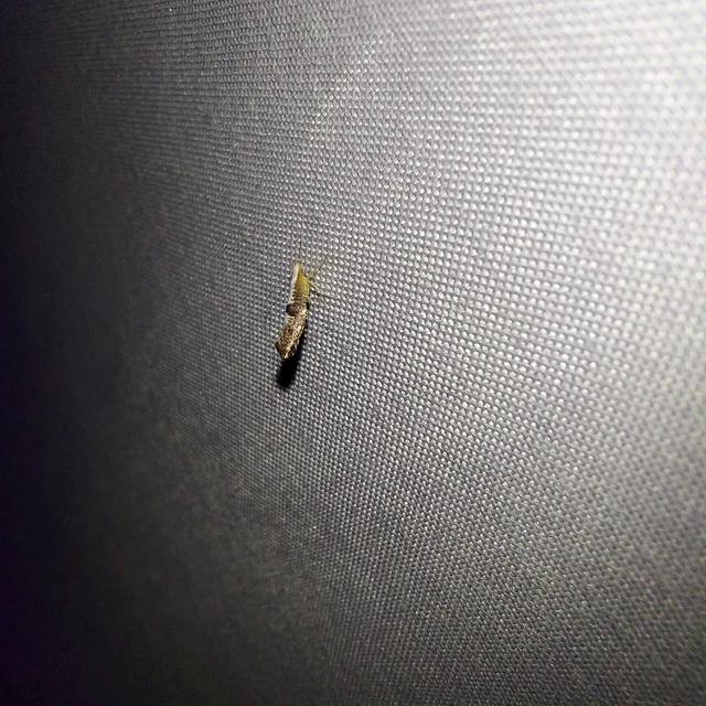Argyresthia spinosella - kökényvirág-aranymoly
