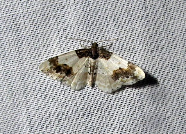 Ligdia adustata - barna levélaraszoló