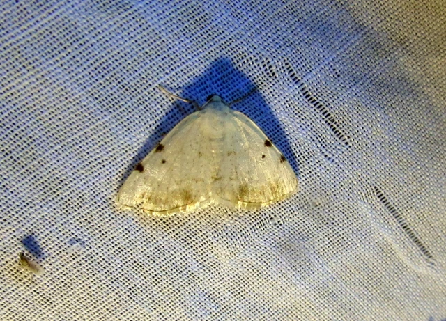 Lomographa bimaculata - kétpontos fehéraraszoló