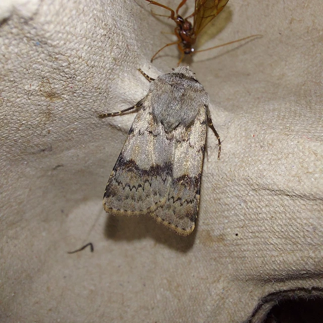 Agrotis cinerea - szürkés földibagoly