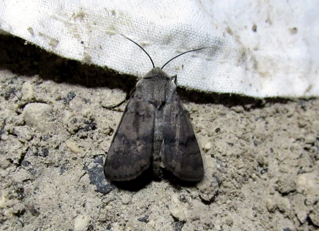 Agrotis cinerea - szürkés földibagoly