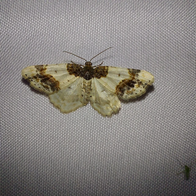 Ligdia adustata - barna levélaraszoló