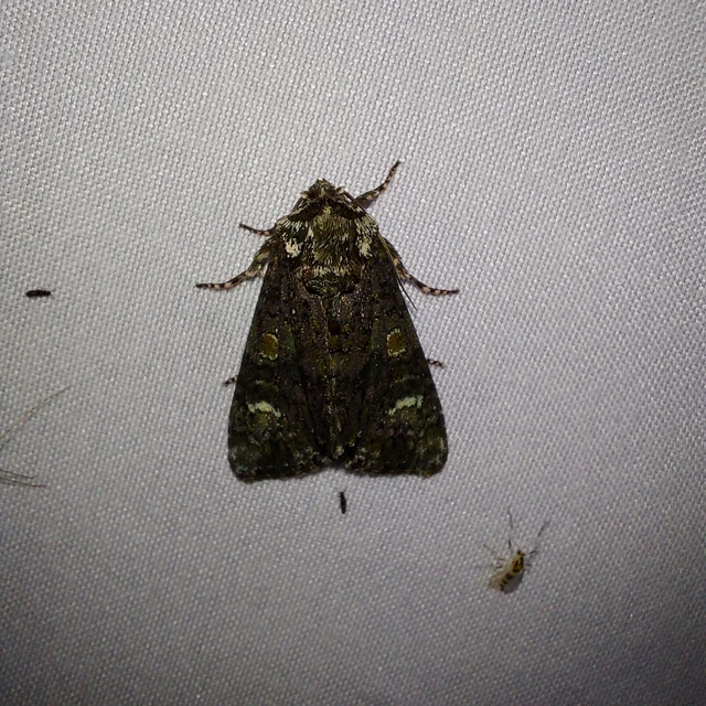 Craniophora ligustri - fagyalbagoly