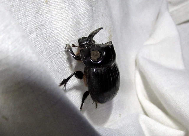 Copris lunaris - közönséges holdszarvú-ganéjtúró