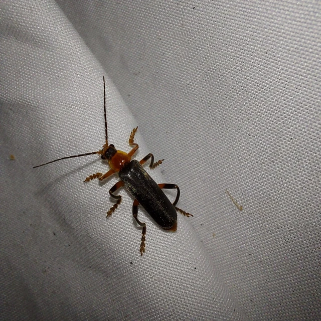 Cantharis livida - mezei lágybogár