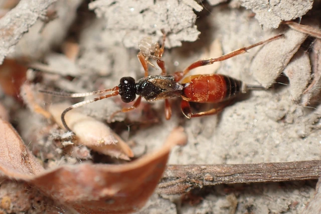 Ichneumonidae - valódi fürkészdarazsak