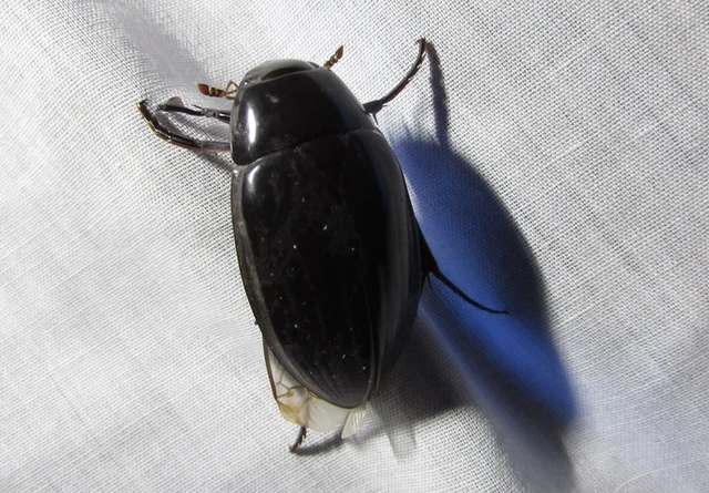 Hydrophilidae - csiborfélék