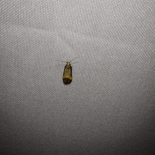 Brachmia dimidiella - citromkocsord-lápimoly