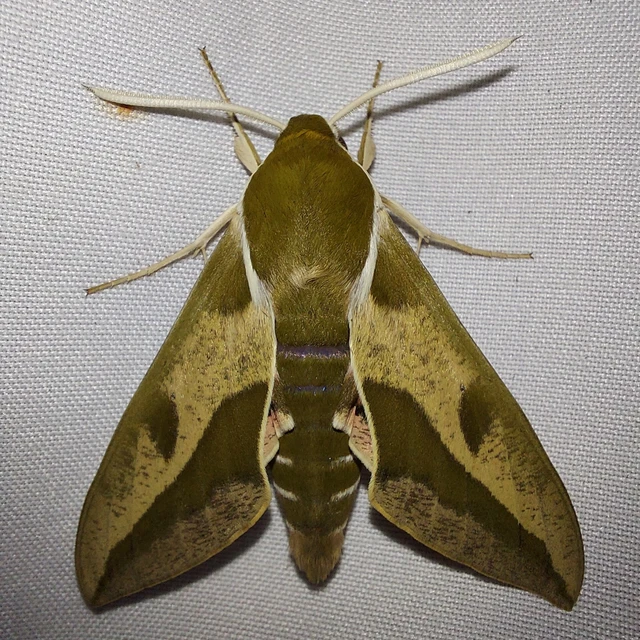 Hyles euphorbiae - kutyatejszender