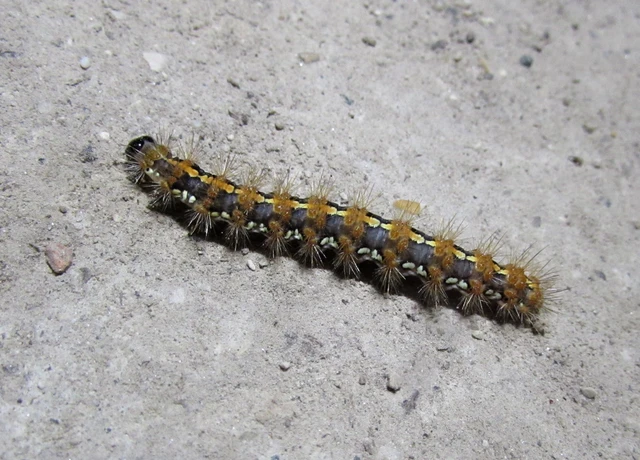 Euplagia quadripunctaria - csíkos medvelepke