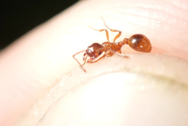 Myrmica rubra - közönséges bütyköshangya