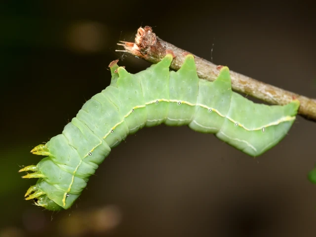 Asteroscopus sphinx - csillagnéző bundásbagoly