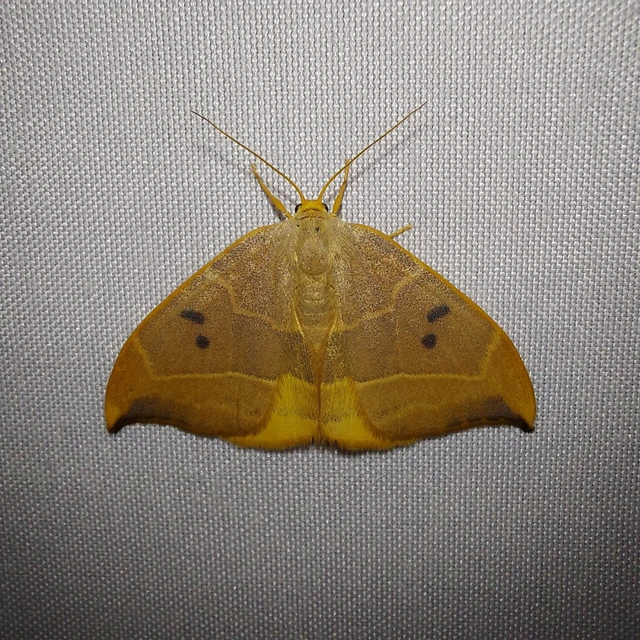 Watsonalla binaria - tölgyfa-sarlósszövő