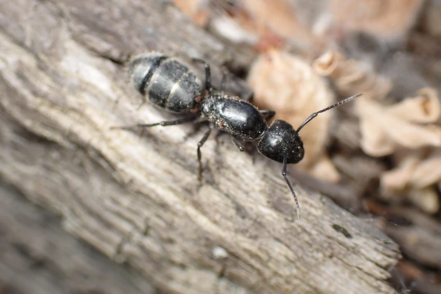 Camponotus vagus - fekete lóhangya