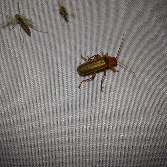 Cantharis rufa - rőt lágybogár